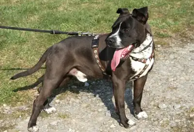 Ato – Staffordshire Bullterrier – Bild 8