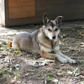 Feli -  - Bild 6