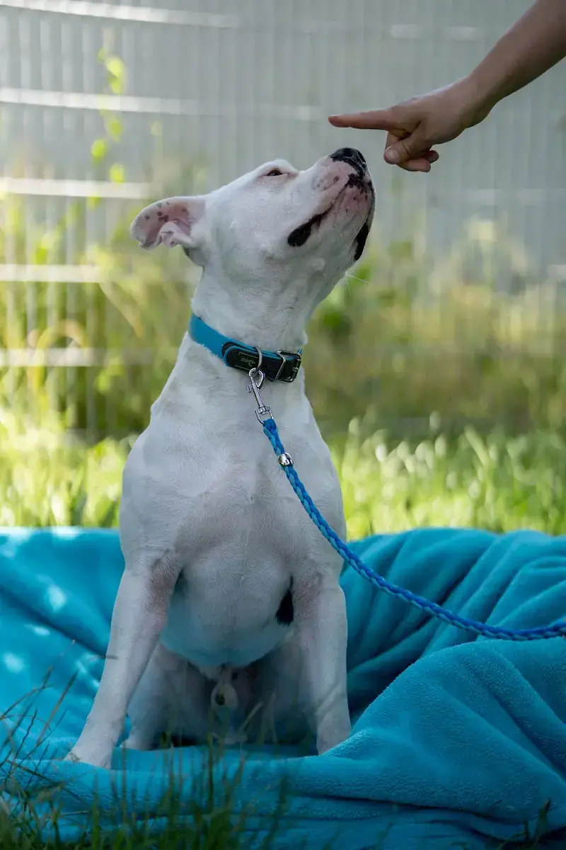 Apollo - American Staffordshire Terrier - Bild 4