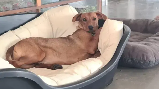 Lotte - Deutscher Pinscher - Bild 1