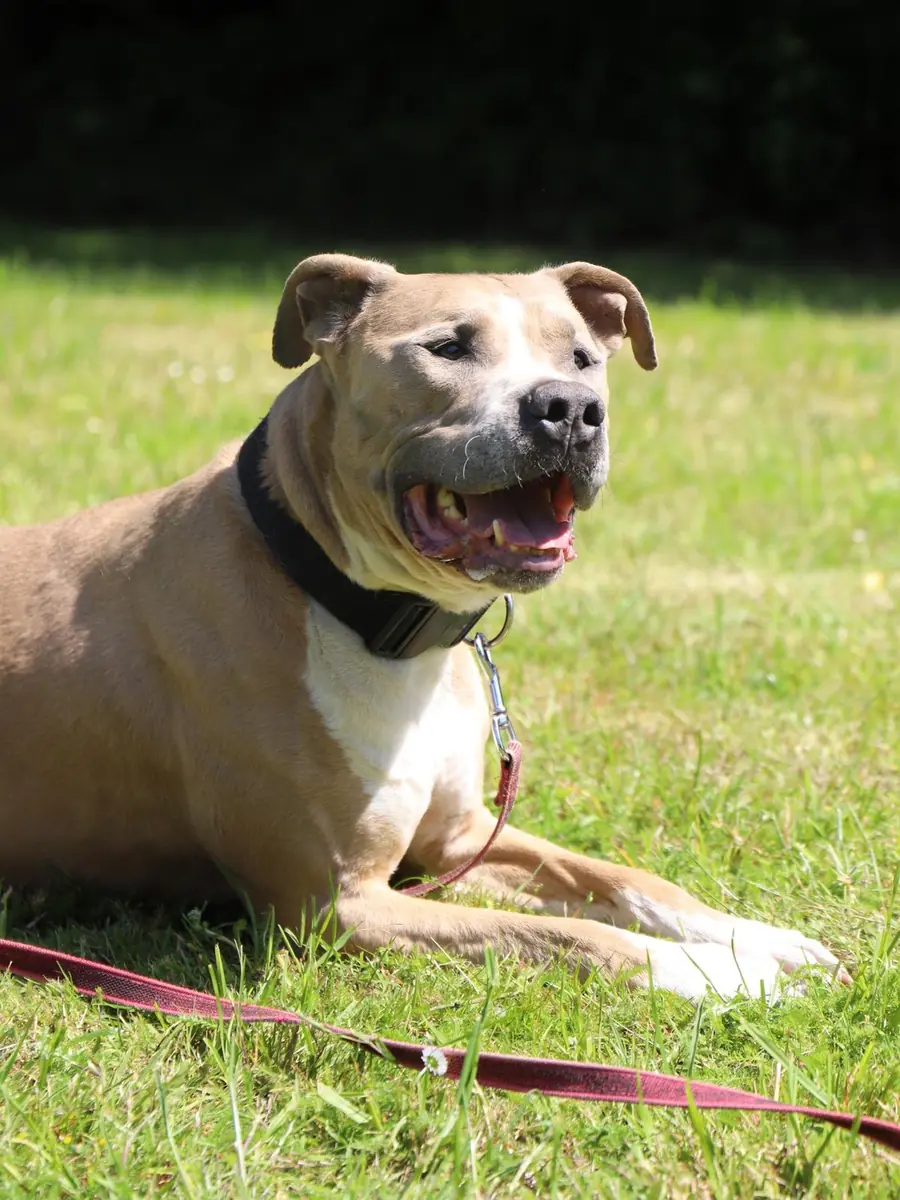 Tequila - American Staffordshire Terrier - Bild 3