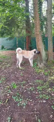Matilda – Kangal-Hirtenhund – Bild 3