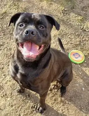 Tylor – Rottweiler, Cane Corso Italiano – Bild 5