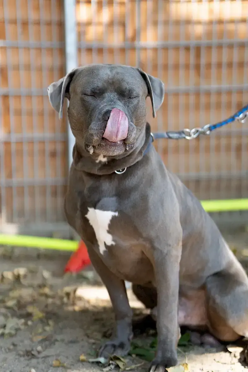 Maximus -  - Bild 7