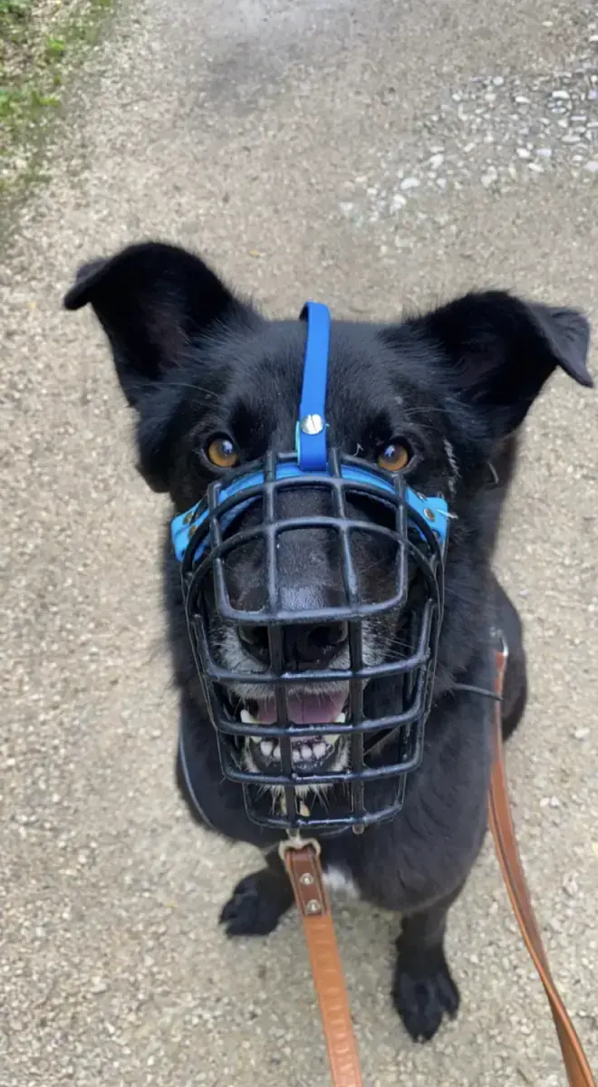 Rex - Deutscher Schäferhund - Bild 20