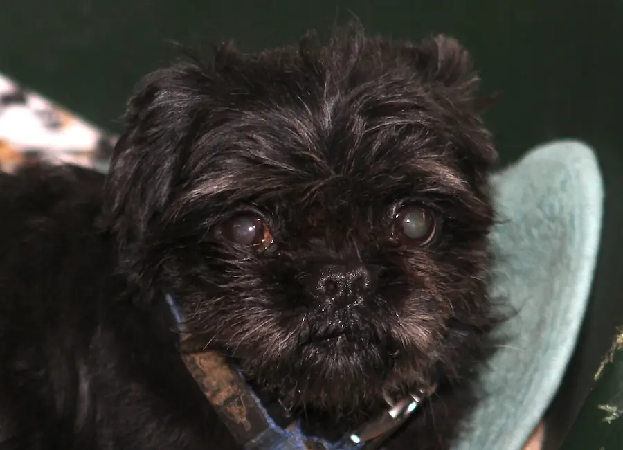Betty - Shih Tzu - Bild 6