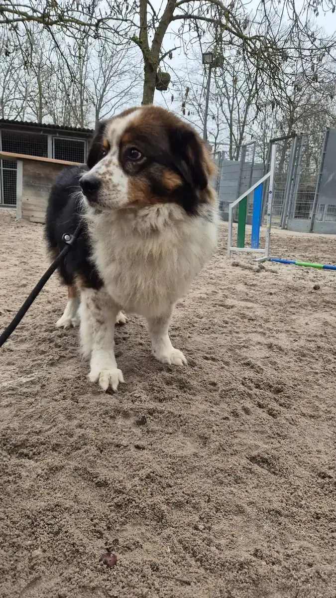 Ben -  - Bild 3