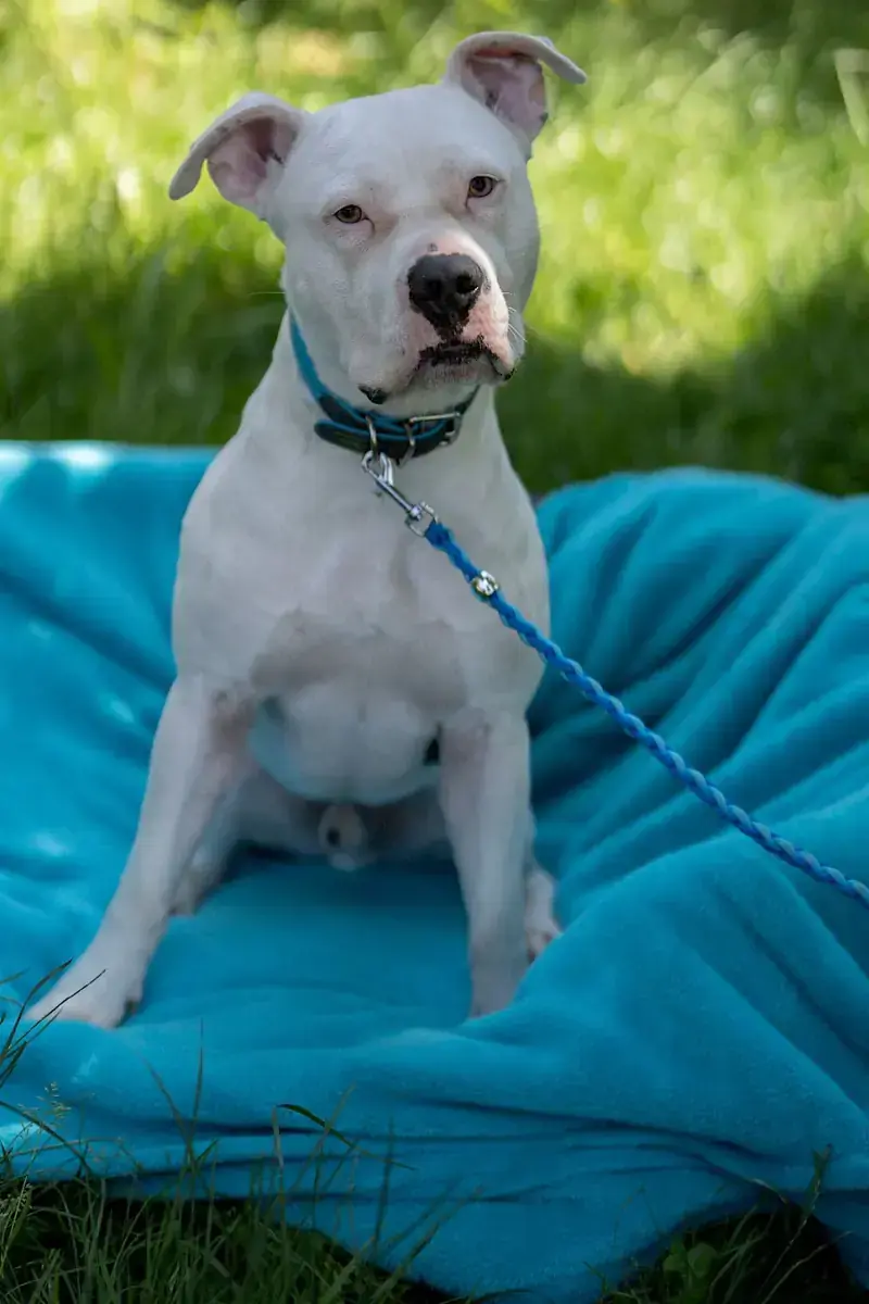 Apollo - American Staffordshire Terrier - Bild 5