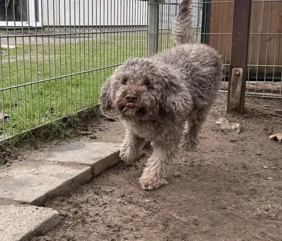 Julien – Lagotto Romagnolo – Bild 3