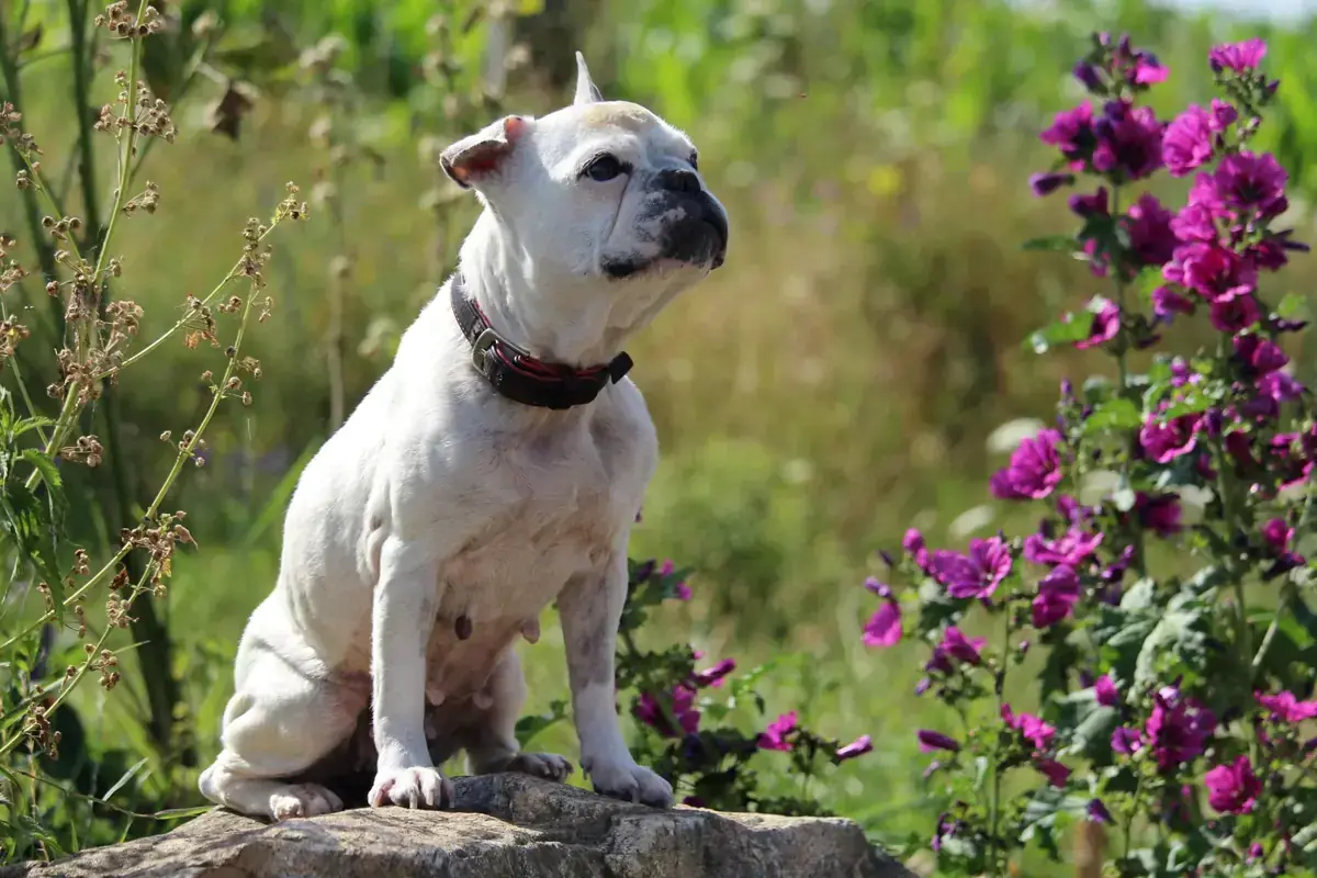Dolly - Französische Bulldogge - Bild 10