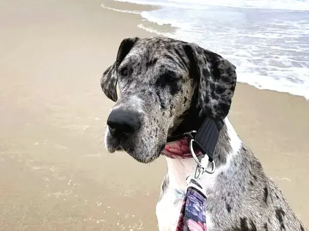 Tilda - Deutsche Dogge - Bild 3
