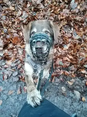 Max – Hund – Bild 5