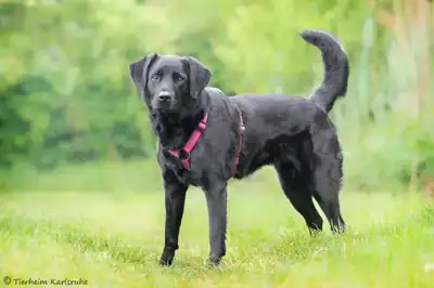 Nala – Labrador Retriever – Bild 2