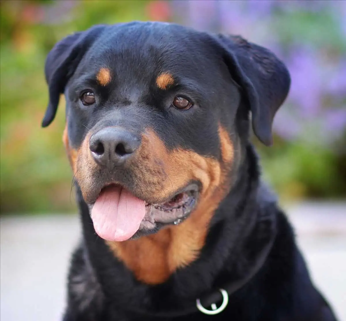 Arni - Rottweiler - Bild 1
