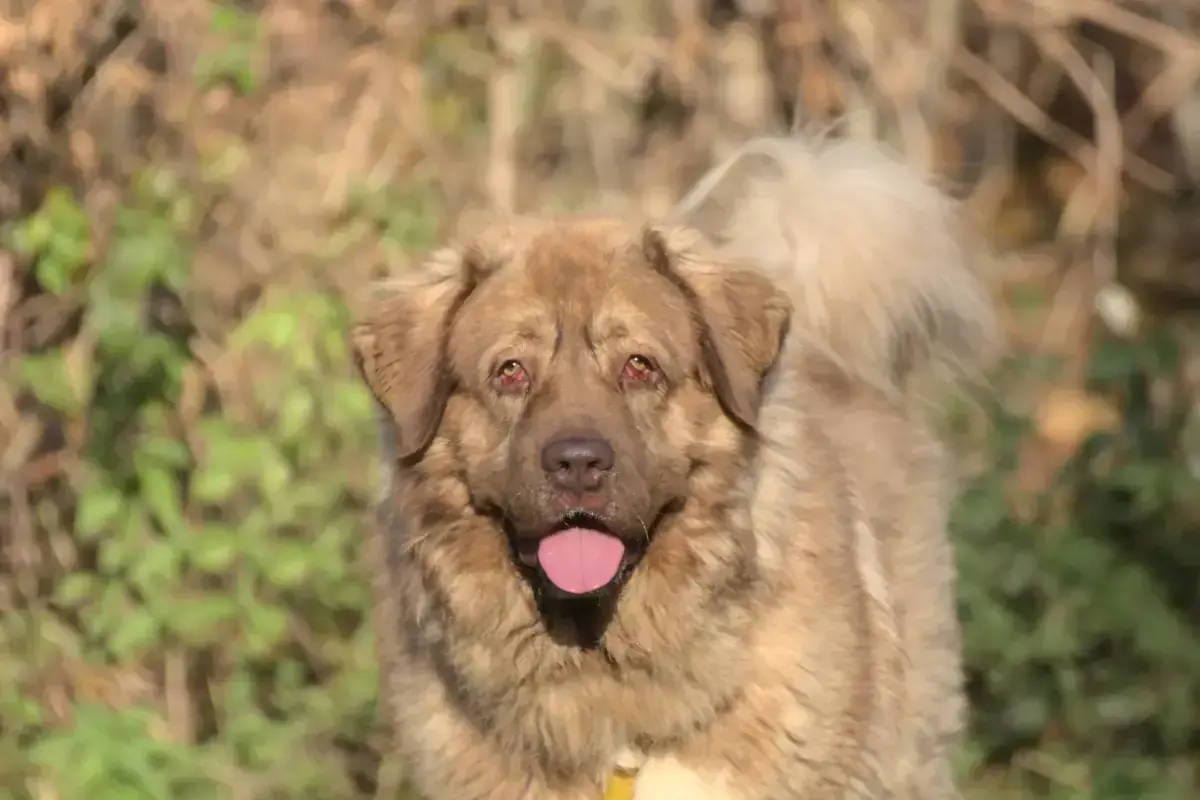 Samson -  - Bild 2