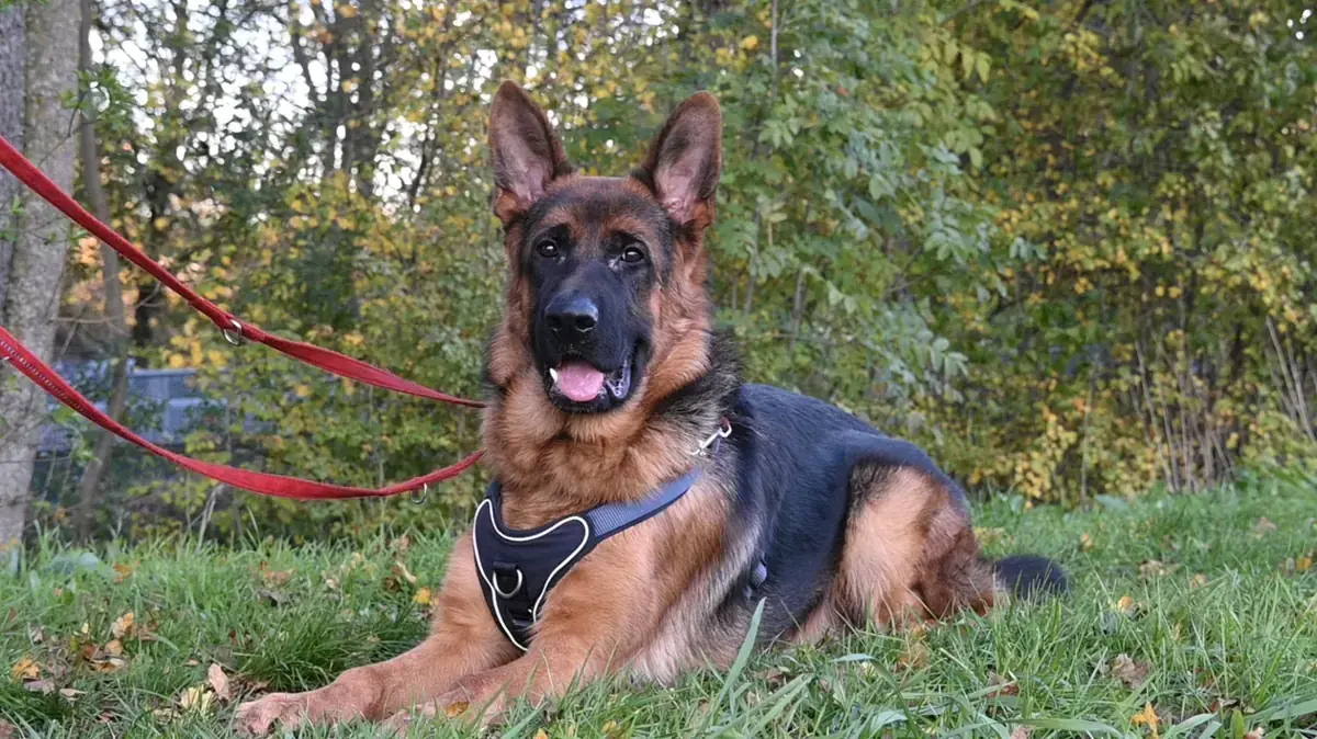 Evoli - Deutscher Schäferhund - Bild 14