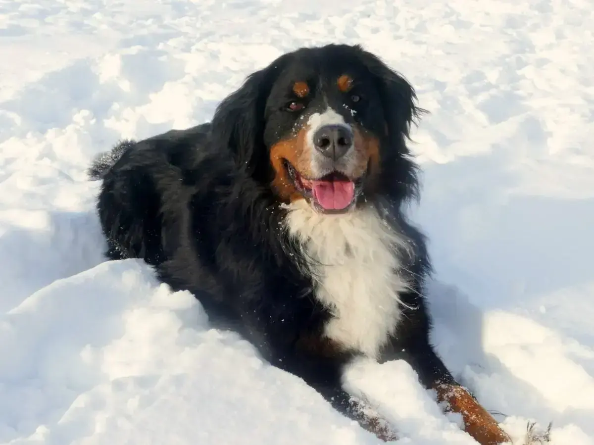 Simba -  - Bild 1