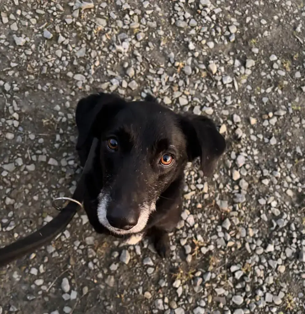 Gustav -  - Bild 1