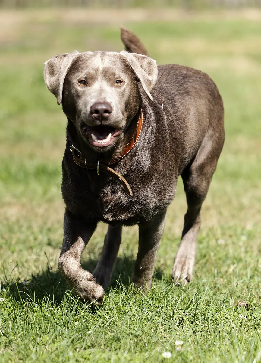 Miro - Labrador Retriever - Bild 2