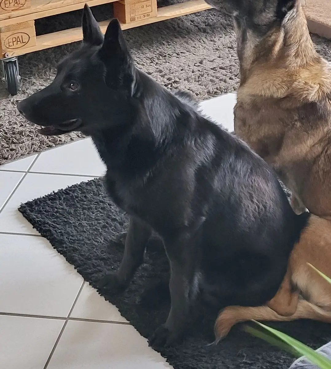 Kuroo - Deutscher Schäferhund - Bild 1
