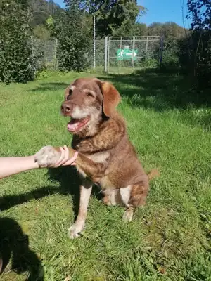Max – Hund – Bild 2