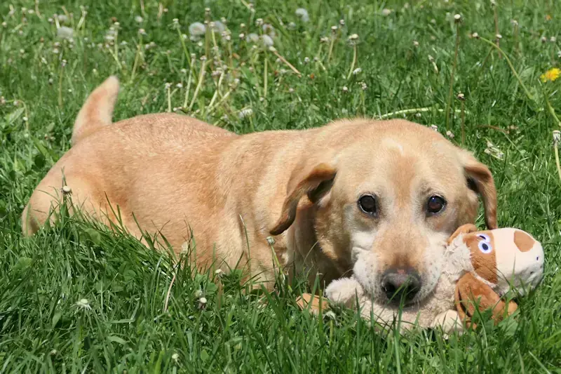 Leo - Labrador Retriever - Bild 1