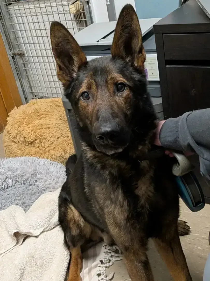 Corey – Deutscher Schäferhund – Bild 2