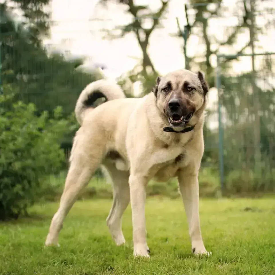 Kangal-Hirtenhund Mister T
