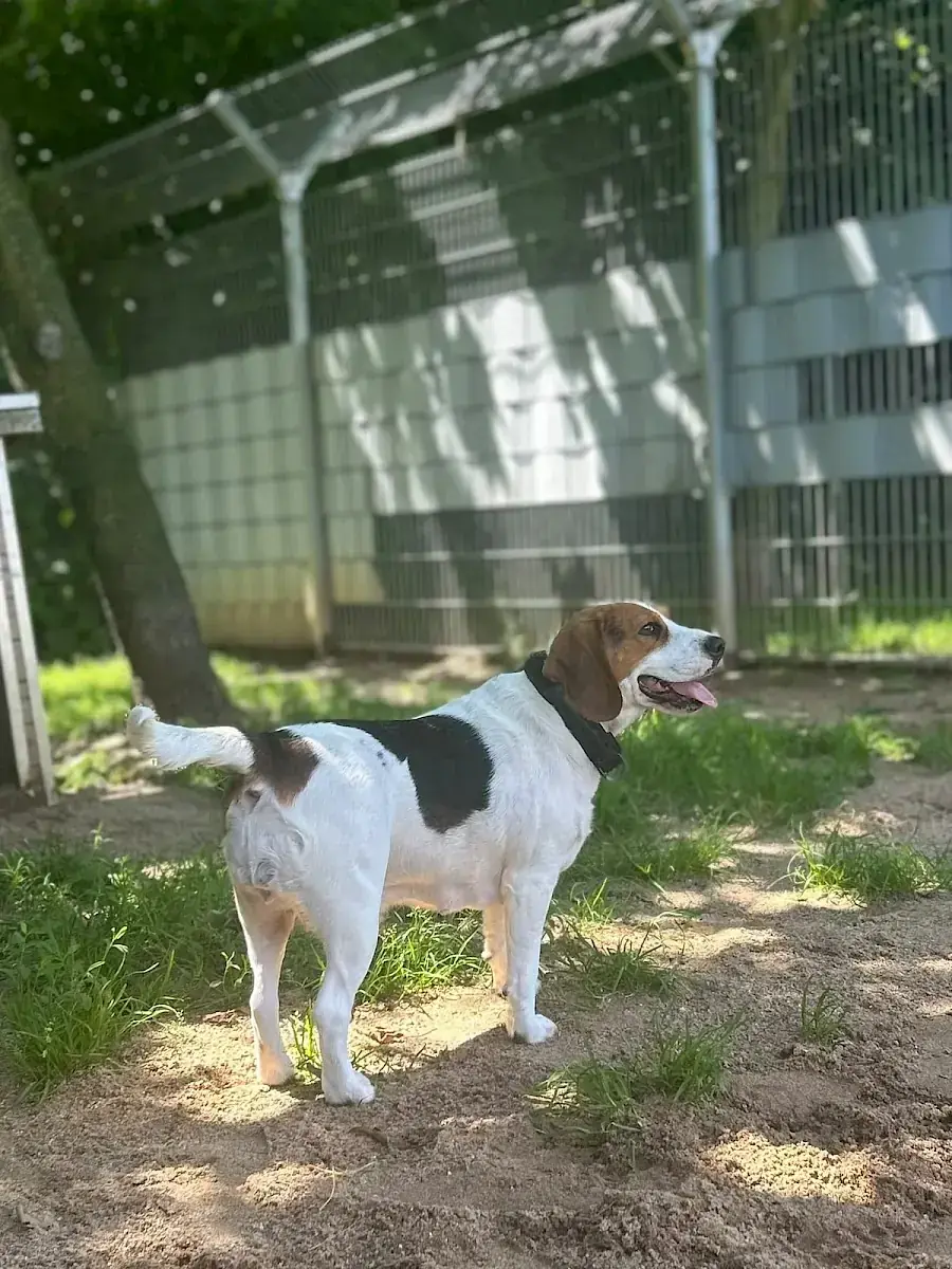 Molly - Beagle - Bild 2