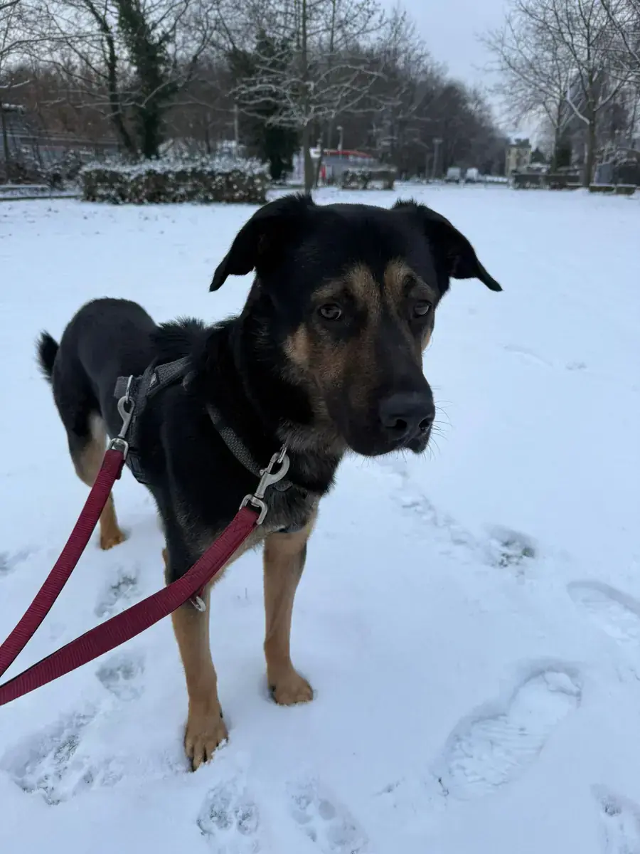 Baghira - Deutscher Schäferhund - Bild 7