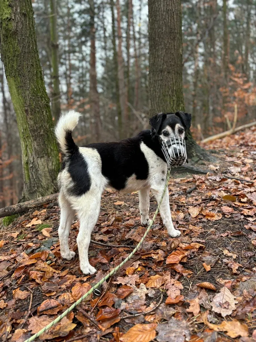 Idefix -  - Bild 2