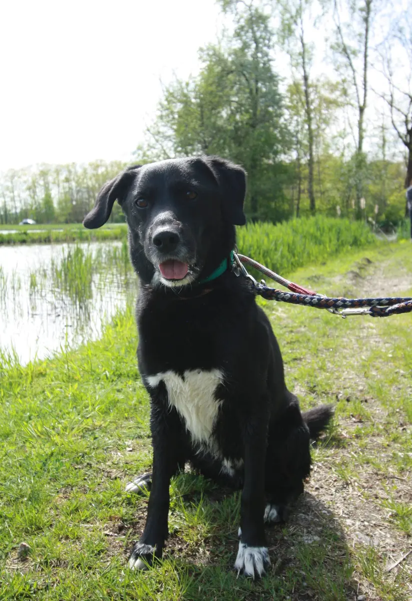 Bucky - Labrador Retriever - Bild 2