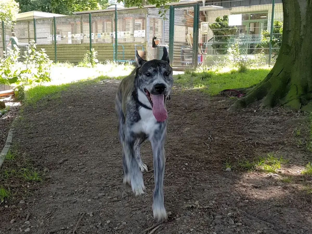 Bruno - Deutscher Schäferhund - Bild 1