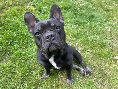 Dustin – Französische Bulldogge – Bild 4