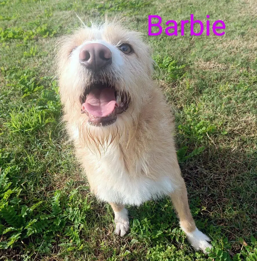 Barbie -  - Bild 15
