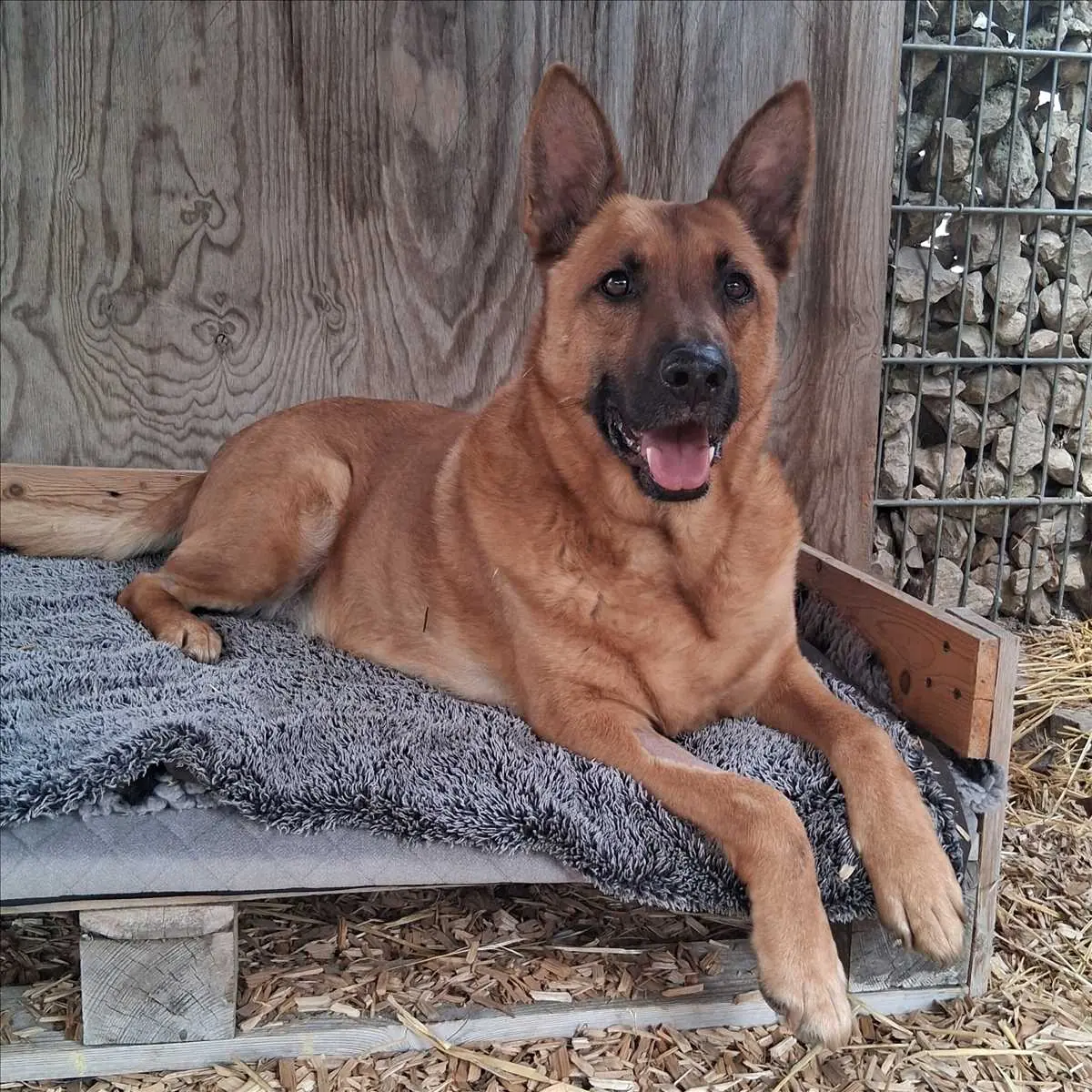 SÖREN - Deutscher Schäferhund - Bild 2