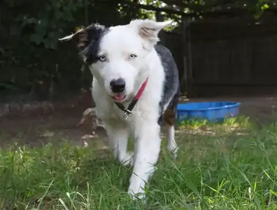 Curly – Australian Shepherd – Bild 2