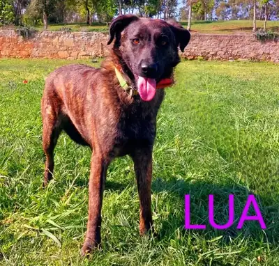 Lua – Mischling – Bild 13