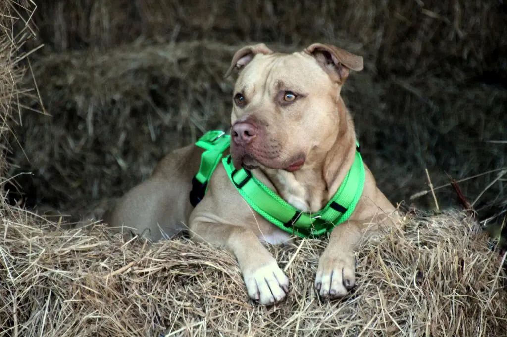 Ace - American Staffordshire Terrier - Bild 11