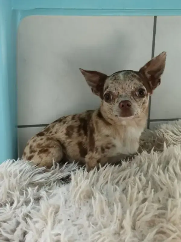 Hugo - Chihuahua - Bild 3