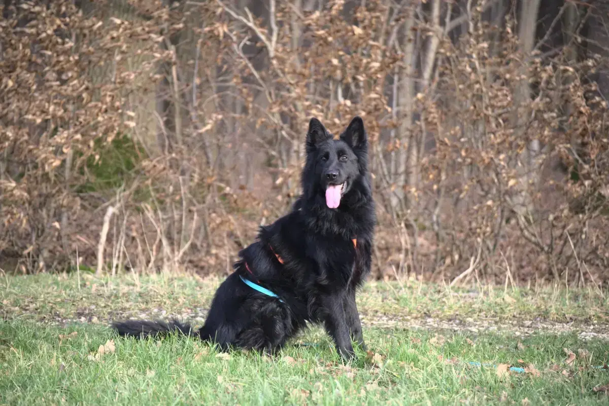 Filou - Deutscher Schäferhund - Bild 7