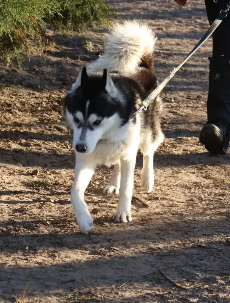 Balou - Siberian Husky - Bild 3