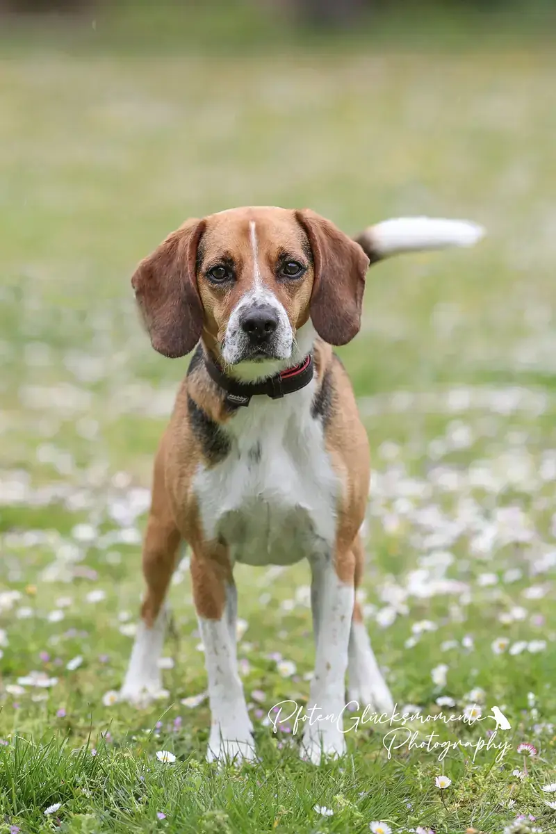 Timo - Beagle - Bild 18