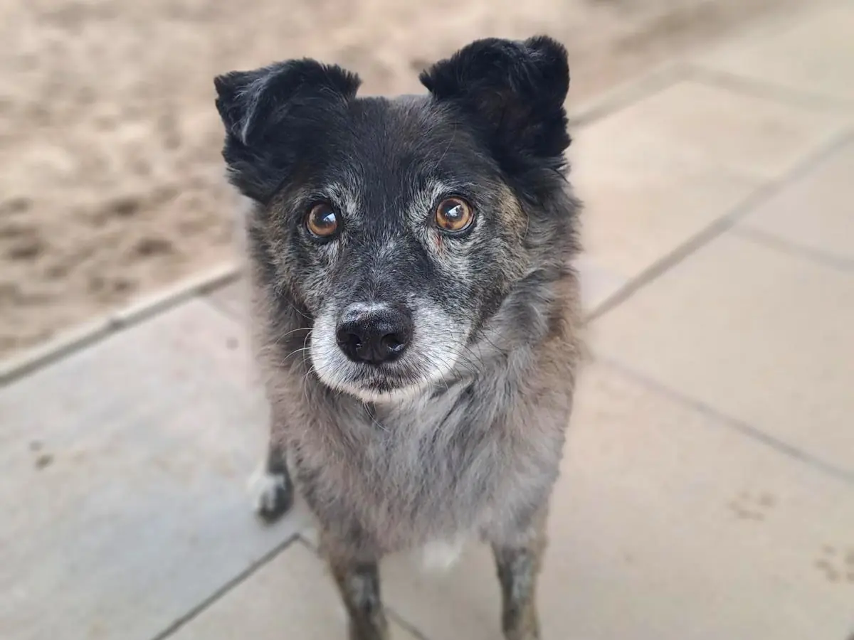 Merlin -  - Bild 1