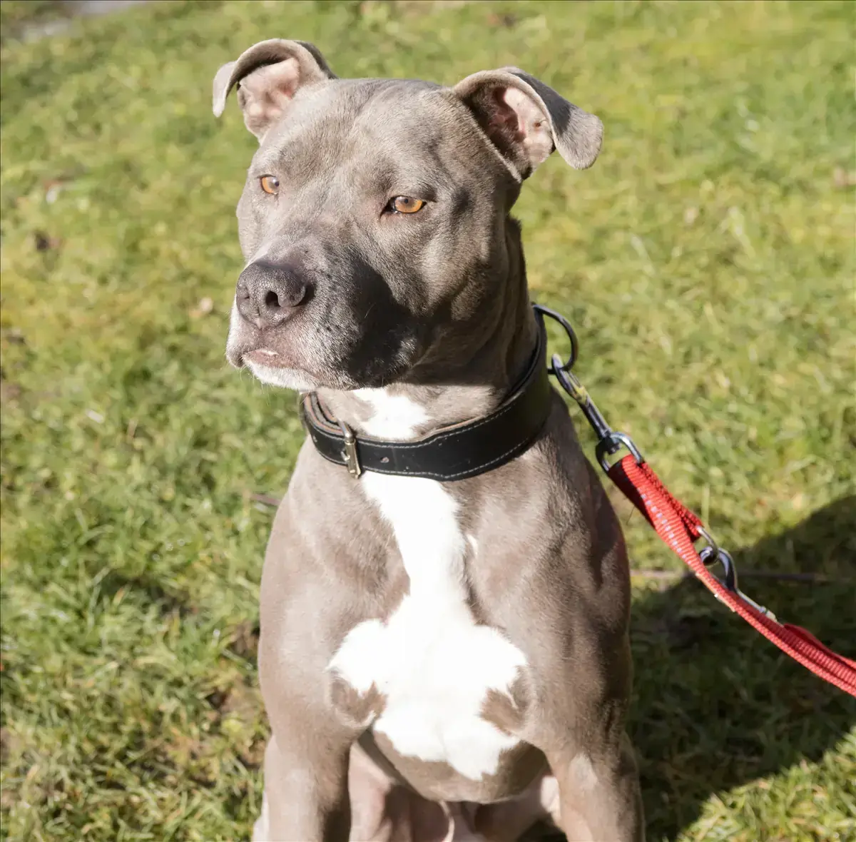 PAUL - American Staffordshire Terrier - Bild 3