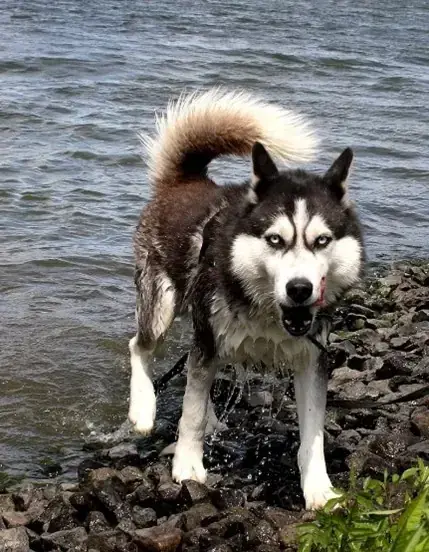 Flash - Siberian Husky - Bild 3