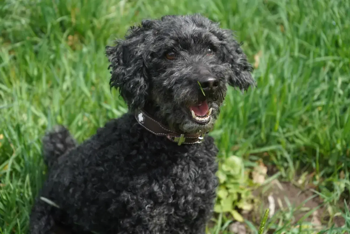 Blacky - Pudel - Bild 6