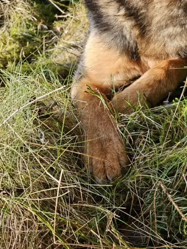 Lando -  - Bild 30