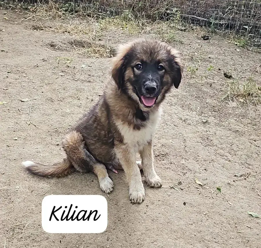 Kilian -  - Bild 1