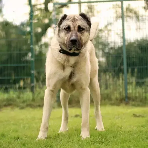 Mister T - Kangal-Hirtenhund - Bild 2
